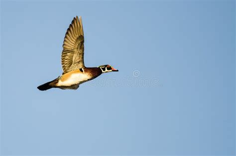 Wood Duck Flying in a Blue Sky Stock Photo - Image of bird, male: 176730738