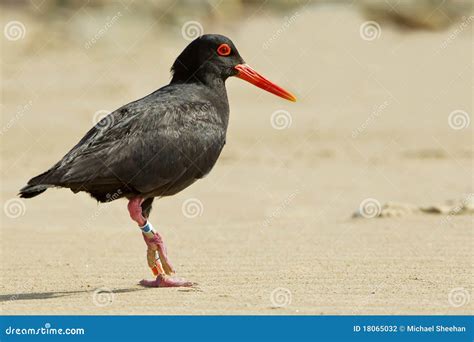 Oyster Catcher on the Beach Stock Photo - Image of shore, grey: 18065032