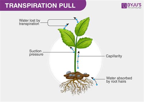 What is Transpiration Pull?- An Overview of Transpiration Pull in Plants