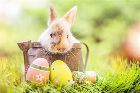 HD wallpaper: grass, flowers, rabbit, Easter, happy, spring, eggs, bunny | Wallpaper Flare