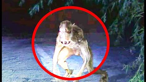 5 Werewolves Caught On Camera Spotted In Real Life