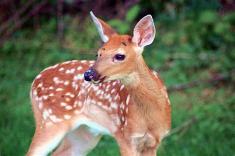 File:Young red deer fawn odocoileus virginianus.jpg - Wikimedia Commons