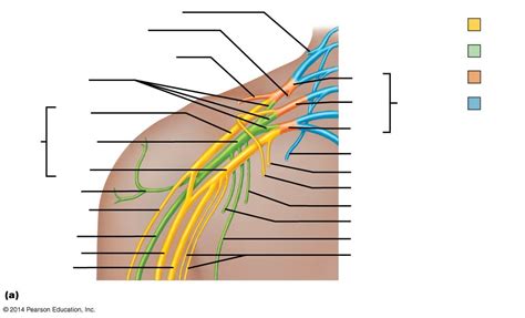 Brachial Plexus (Cord and Ventral Rami) Diagram | Quizlet