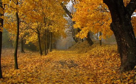 Path through the autumn forest wallpaper - Nature wallpapers - #35455