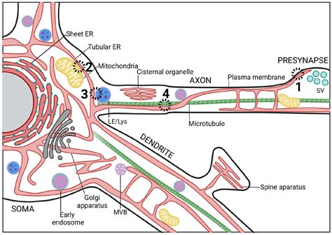 The Endoplasmic Reticulum and Its Contacts: Emerging Roles in Axon ...