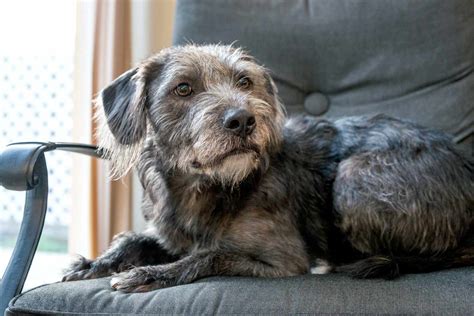 The Best Couch Materials for Dogs