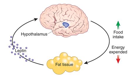 What is the Leptin Hormone Function and how does it control body weight