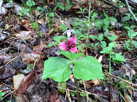 West Virginia Native Wildflowers-The Big Year, 2013: West Virginia Spring Woods Have Many ...