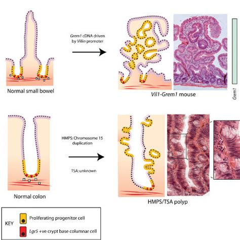 Intestinal crypt architecture and cell types. The intestinal crypt is... | Download Scientific ...