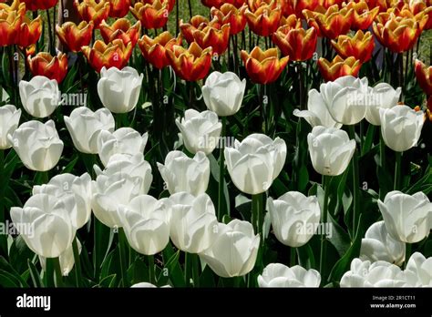 White Tulip "Royal Virgin", Flower bed, Display, Beautiful, Tulips ...