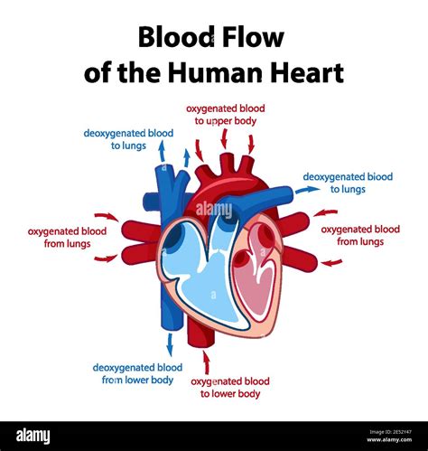 Blood flow of human heart diagram illustration Stock Vector Image & Art ...