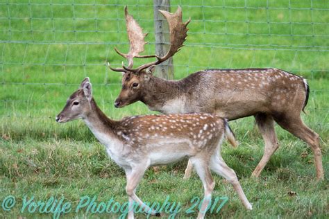 Fallow Deer Doe & Buck: Animal Photography in North Yorkshire