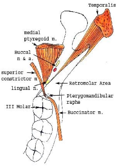 Retromolar Triangle