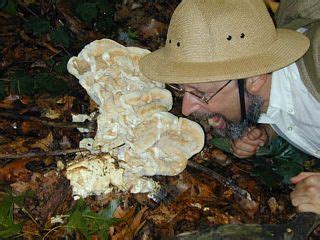 Mushroom, Edible: Berkeley's polypore [Bondarzewia berkeleyi]