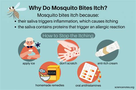 Why Do Mosquito Bites Itch? Tips to Stop the Itching