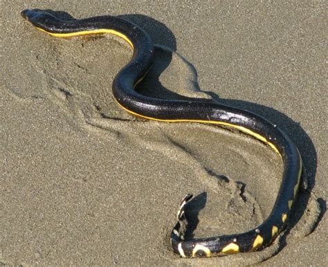 Yellow-Bellied Sea Snake | The Animal Facts | Appearance, Diet, Habitat