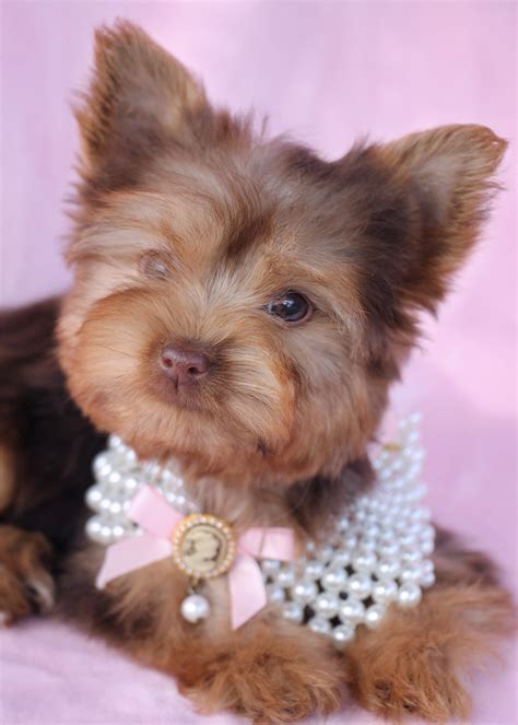 Gorgeous Teacup Yorkshire "Yorkie" Terrier Puppies for Sale | Teacups, Puppies & Boutique