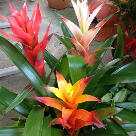 HeyPlantMan! Exotic Tropical Plants from St. Pete FL: Happy New Year, Welcome 2015