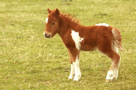 Shetland Pony Breed Information, History, Videos, Baby, Pictures