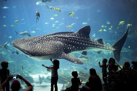 Best Aquariums in the United States