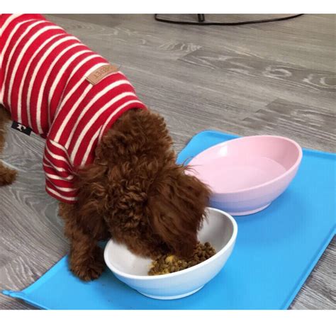 Dog Food Bowl Mat Silicone Dog Placemat Pet Feeding Mat for Food and Water | eBay