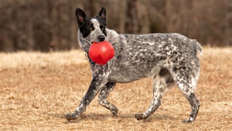 Texas Heeler Dog Breed Profile – Top Dog Tips