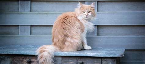 14 Long-Haired Cat Breeds to Love & Breed Profiles