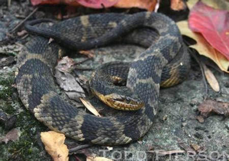 Broad-banded Watersnake (Nerodia fasciata) | Kentucky Snake Identification