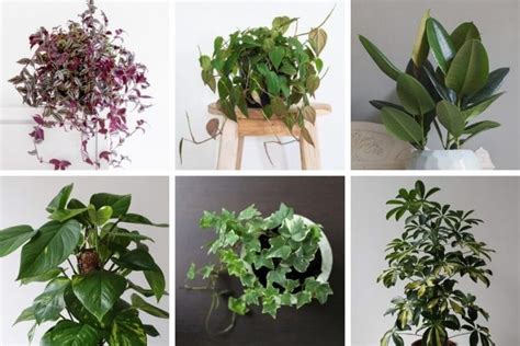 18 Fast-Growing Indoor Plants That Look Fantastic - Smart Garden Guide