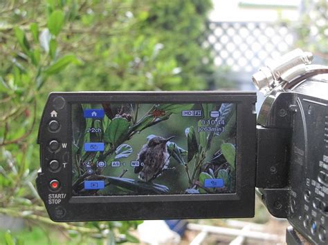 Live webcam lets you take a peek inside a hummingbird nest | Live Cams | Earth Touch News