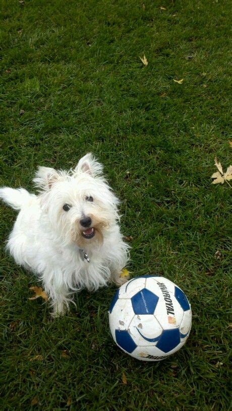 98 Dogs Playing Soccer ideas | dogs, soccer, puppies