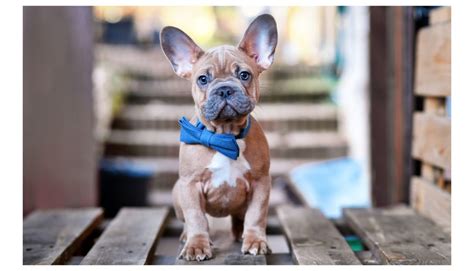 Would You Pay $7,000 For a Rare French Bulldog Color? Meet the Blue ...