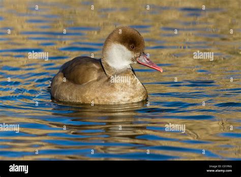 Red-crested pochard, Netta rufina, female. Norfolk Stock Photo - Alamy