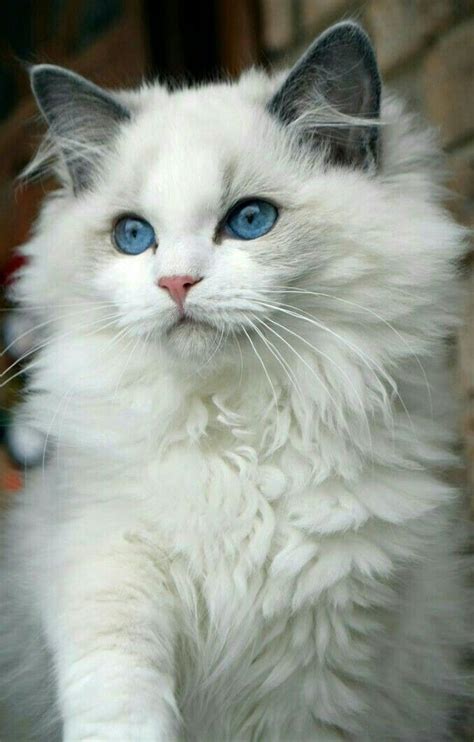 White fur / Blue eyes • • • • • #cat #chat #gato #adorable #catlover #catpassion #kitten #cute ...