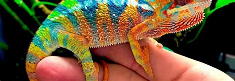 ambilobe panther chameleon colors | baby panther chameleons for sale