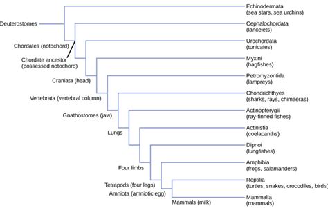 All Chordates Share Which of the Following Characteristics