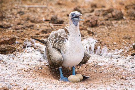 Is the Blue-Footed Booby Extinct? - American Oceans