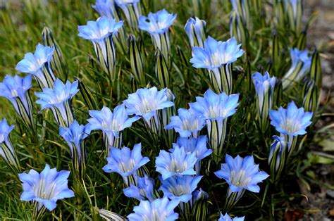 Gentian: A family of beauties that are not afraid of the cold - CGTN