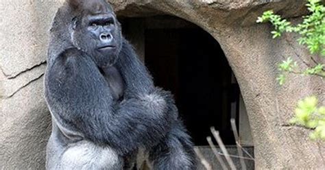 Meet the Cincinnati Zoo & Botanical Garden's new gorilla, Mshindi