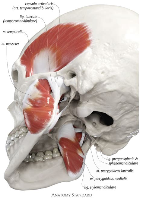 Masticatory muscles