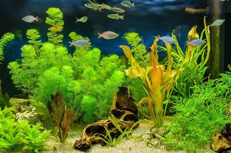 Come allestire un acquario di acqua dolce in 6 step