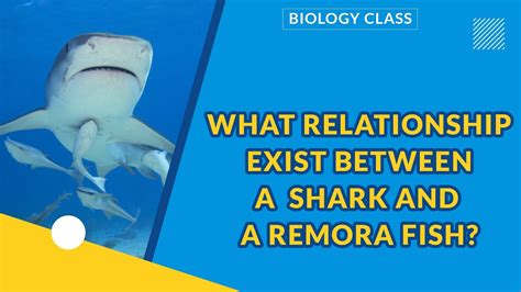 Remora Fish And Shark Relationship