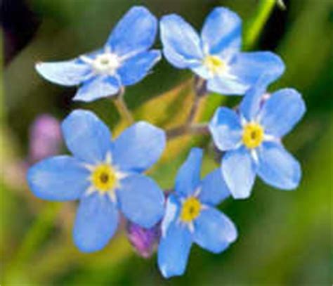 Alaska State Flower (Floral Emblem): Wild Native Forget-Me-Not