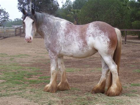 sabino clydesdale | Clydesdale horses, Horses, Clydesdale