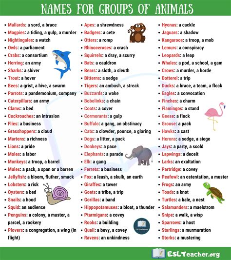 Groups of Animals in English | Animal groups, Cool names, Vocabulary ...