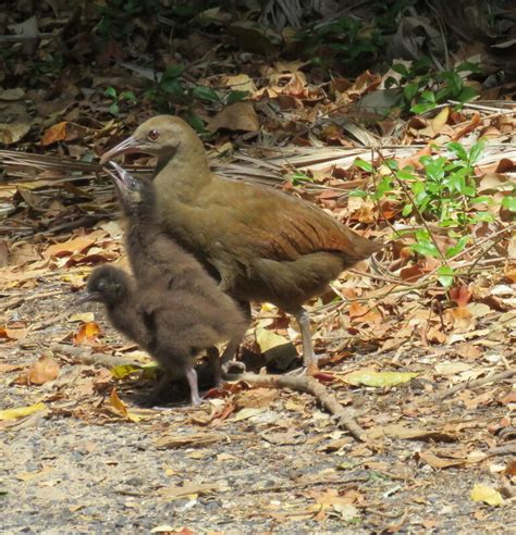 Rallidae - Adelaide Ornithologists' Club