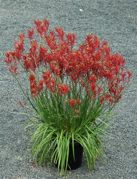 Anigozanthos ‘Bush Rebel’ – Kangaroo Paw | Gardening With Angus