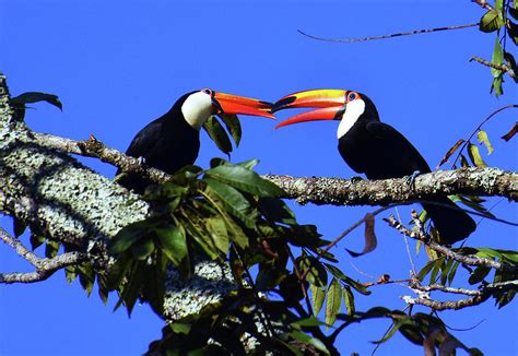 Two Toucans Photograph by Bill Cain - Fine Art America