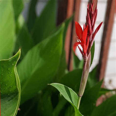 How to Care for Canna Lily | Cannas Bulbs Care - Bunny's Garden