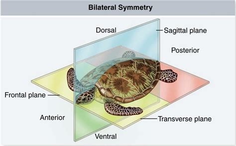 Human Bilateral Symmetry